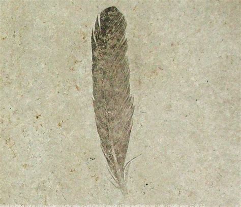 archaeopteryx feathers.